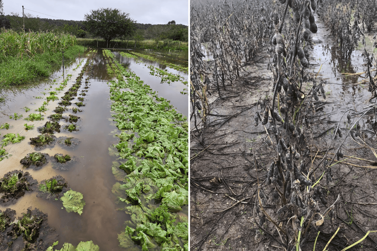 Duas fotos coloridas de impacto das enchentes em lavouras do Rio Grande do Sul