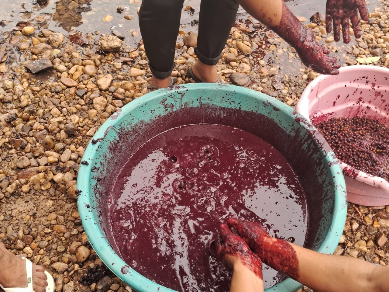 Polpa de açaí sendo processada em comunidade indígena para abastecer a merenda escolar na aldeia Mairoby, no Mato Grosso. (Foto: Lucimara Leite Morimã)