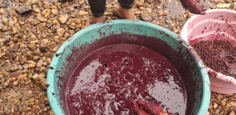 Polpa de açaí sendo processada em comunidade indígena para abastecer a merenda escolar na aldeia Mairoby, no Mato Grosso. (Foto: Lucimara Leite Morimã)
