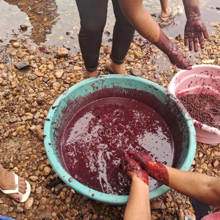 Polpa de açaí sendo processada em comunidade indígena para abastecer a merenda escolar na aldeia Mairoby, no Mato Grosso. (Foto: Lucimara Leite Morimã)