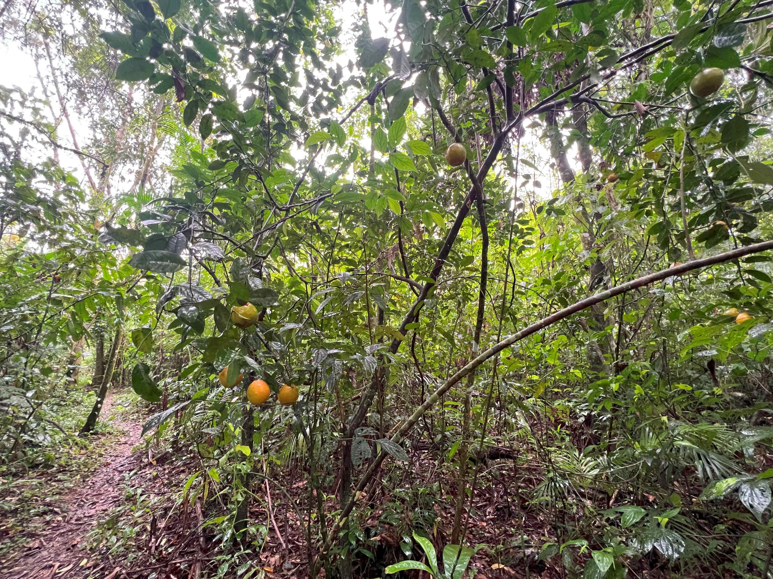 A variedade de espécies, inclusive de árvores frutíferas, é uma marca das agroflorestas (Foto: cedida pelas autoras)