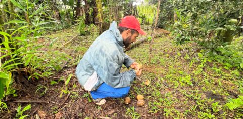 O agricultor Jonas Souza no assentamento reflorestado: "É um modelo que gera trabalho e renda para todos" (Foto: cedidas pelas autoras)