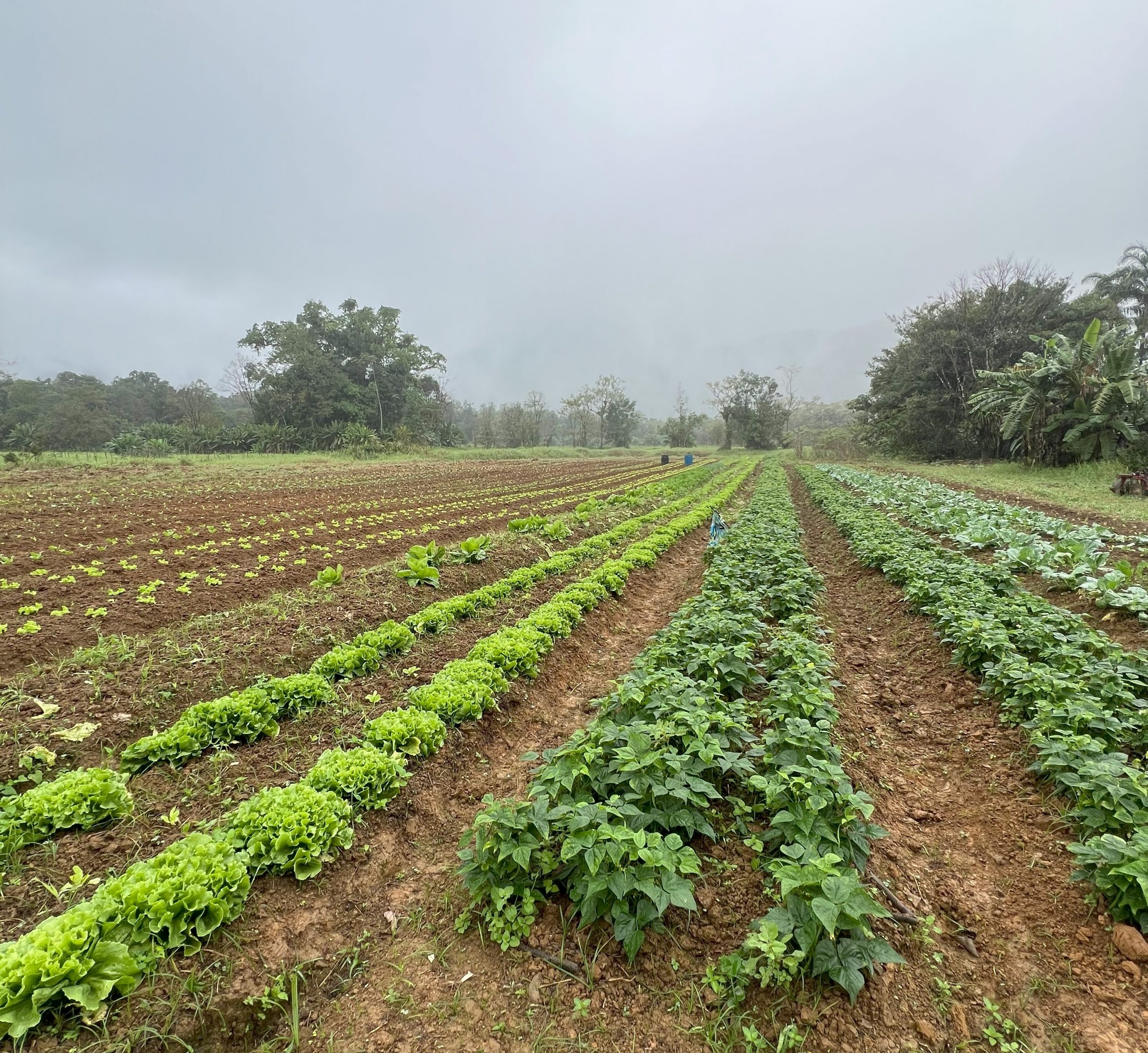 Plantação na comunidade José Lutzenberg, com a floresta ao fundo (Foto cedida pelas autoras)