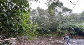 Mão de obra é desafio para sistemas agroflorestais