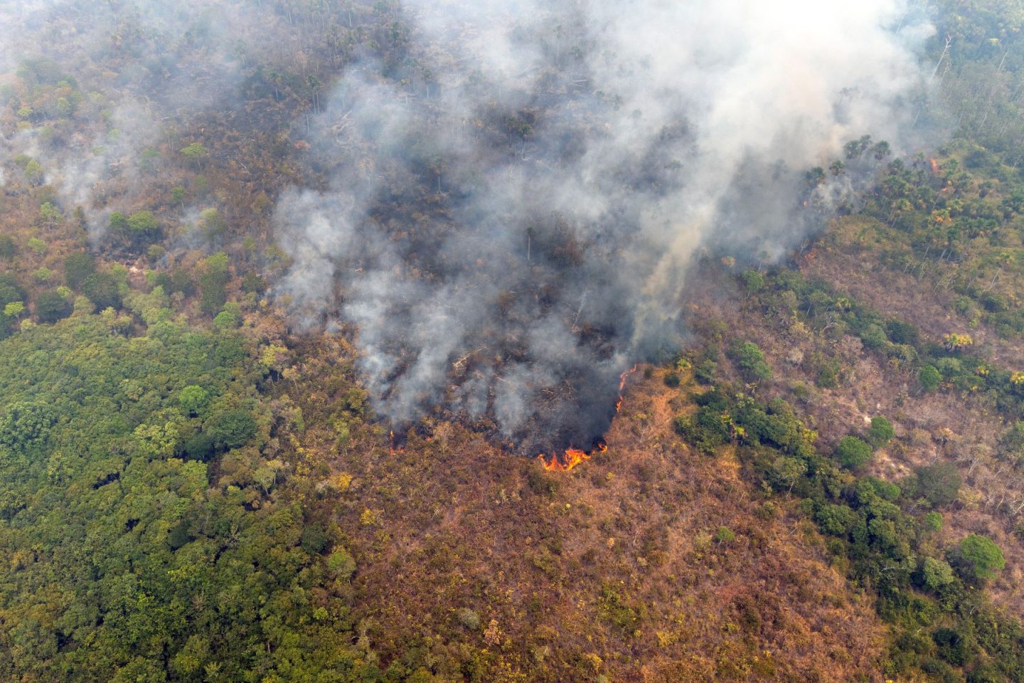 Fogo na floresta às margens do Rio Xingu, na Amazônia: área queimada no bioma registrou redução de 72% no primeiro trimestre de 2025 na comparação com 2024 (Foto: Marizilda Cruppe / Greenpeace - 11/09/2024)