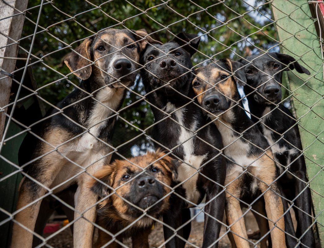 Foto colorida de animais resgatados em abrigo em Canoas