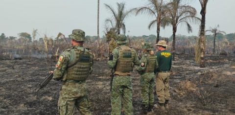 Ação de combate ao desmatamento do Ibama no Amazonas: o mês de abril teve aumento de 55% nos alertas de supressão florestal na Amazônia (Foto: Ibama / Divulgação - 17/10/2024)