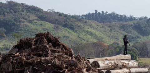 Operação do Ibama contra desmatamento ilegal na Amazônia: regras aprovadas pelo Senado destroçam licenciamento ambiental (Foto: Fernando Augusto / Ibama)
