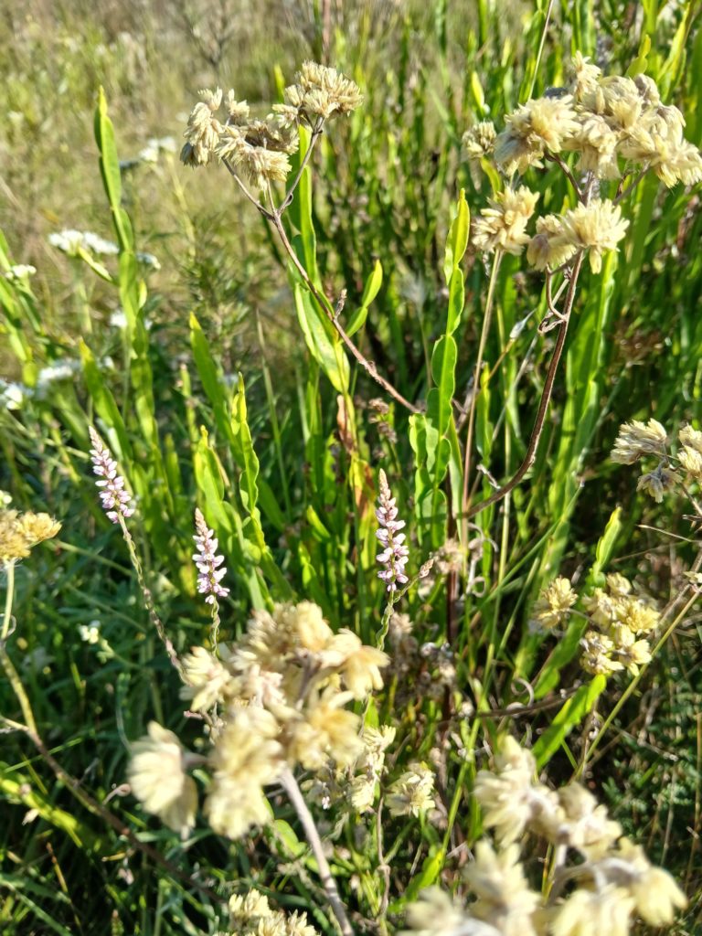 Foto colorida de carquejas, planta nativa do bioma Pampa. A carqueja é uma espécie de arbusto verde, com caule fino e sem folhas. Suas flores são pequenas e amarelo-claras. Planta é uma das usadas no FitoPampa