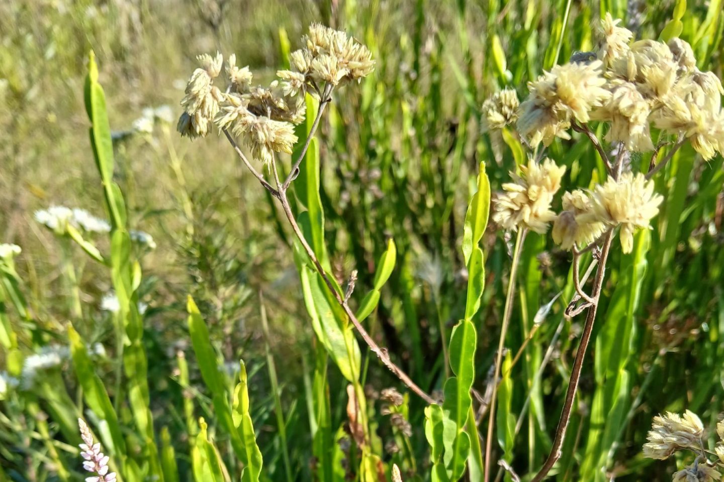 Foto colorida de carquejas, planta nativa do bioma Pampa. A carqueja é uma espécie de arbusto verde, com caule fino e sem folhas. Suas flores são pequenas e amarelo-claras. Planta é uma das usadas no FitoPampa