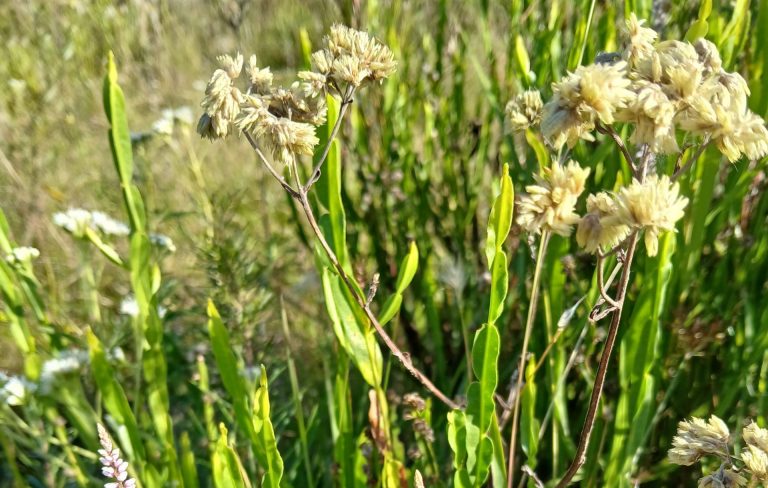 Foto colorida de carquejas, planta nativa do bioma Pampa. A carqueja é uma espécie de arbusto verde, com caule fino e sem folhas. Suas flores são pequenas e amarelo-claras. Planta é uma das usadas no FitoPampa
