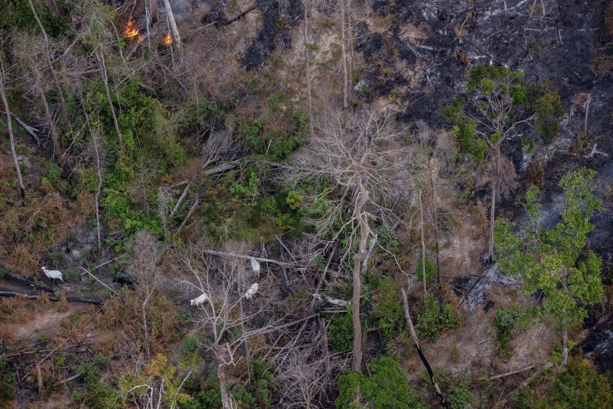 Área desmatada na Amazônia: estudo mostra florestas públicas ameaçadas por crimes ambientais (Foto: Marizilda Cruppe / Greenpeace - 04/04/2024)
