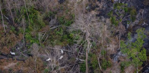 Área desmatada na Amazônia: estudo mostra florestas públicas ameaçadas por crimes ambientais (Foto: Marizilda Cruppe / Greenpeace - 04/04/2024)