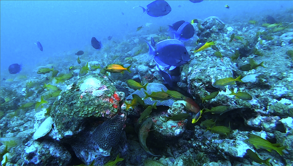 Formação de recifes de corais em Abrolhos: estudo destaca a "necessidade urgente de ações de proteção" de habitats ainda desprotegidos "para alcançar a conservação efetiva da biodiversidade" (Foto: Coral Vivo / Reprodução)