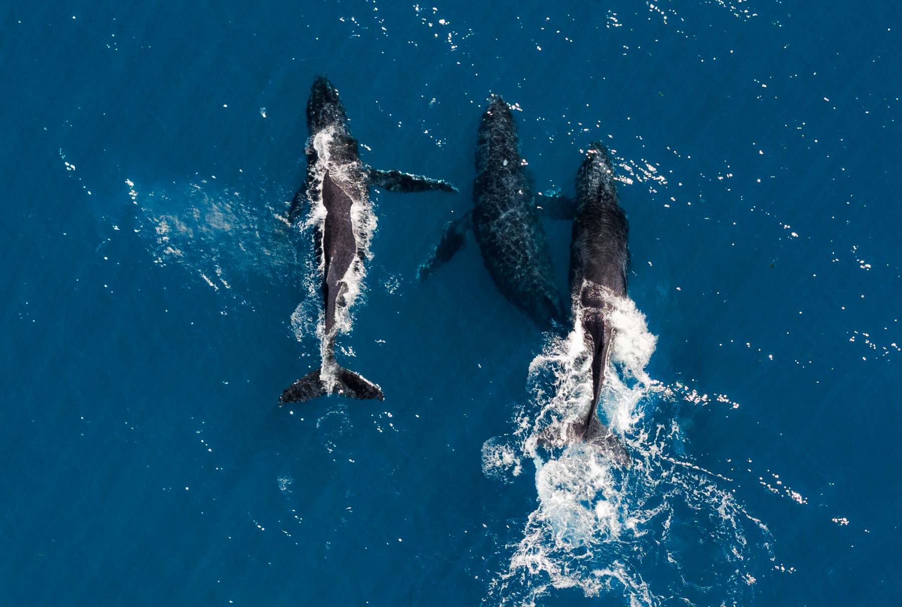 Baleias jubarte em Abrolhos: conisderado um berçário dessas baleias, região tem habitats fundamentais para sua biodiversidade ainda sem proteção (Foto: Nico Ferri / Divulgação / Parna Marinho Abrolhos)
