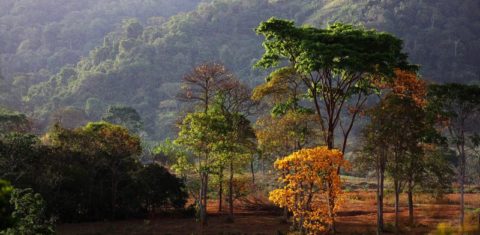 Foto colorida da paisagem da APA Triunfo do Xingu, na Amazônia, no estado do Pará. Na imagem, aparecem diversas árvores em uma encosta.