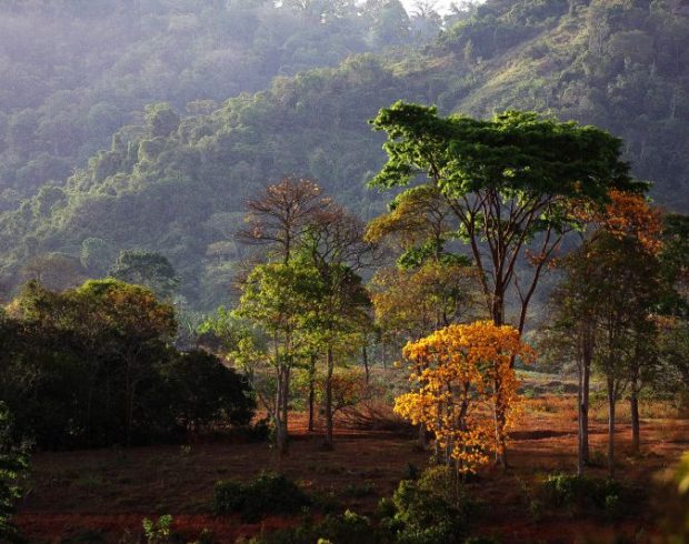 Amazônia: áreas cruciais para biodiversidade recebem menos investimentos em gestão