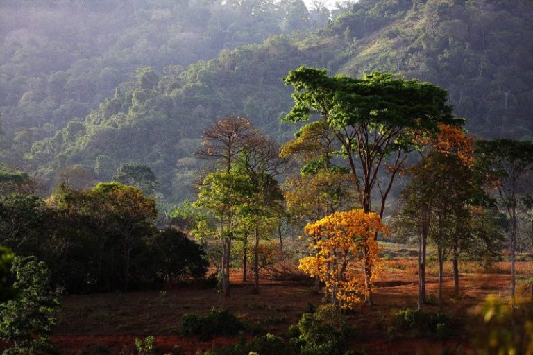 Foto colorida da paisagem da APA Triunfo do Xingu, na Amazônia, no estado do Pará. Na imagem, aparecem diversas árvores em uma encosta.