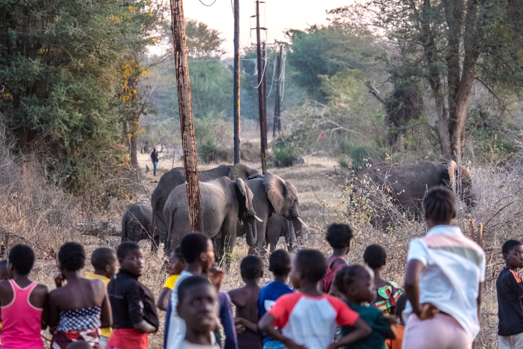 Moradores de Livingstone, no Zâmbia, assustados com a proximidade dos elefantes: 11 mortes provocadas pelos animais em 2024 após temporadas sem chuvas e invasão de habitats (Foto: Tommy Trenchard / Panos Pictures, NPR / WPP 2025 / Divulgação - 31/08/2024)