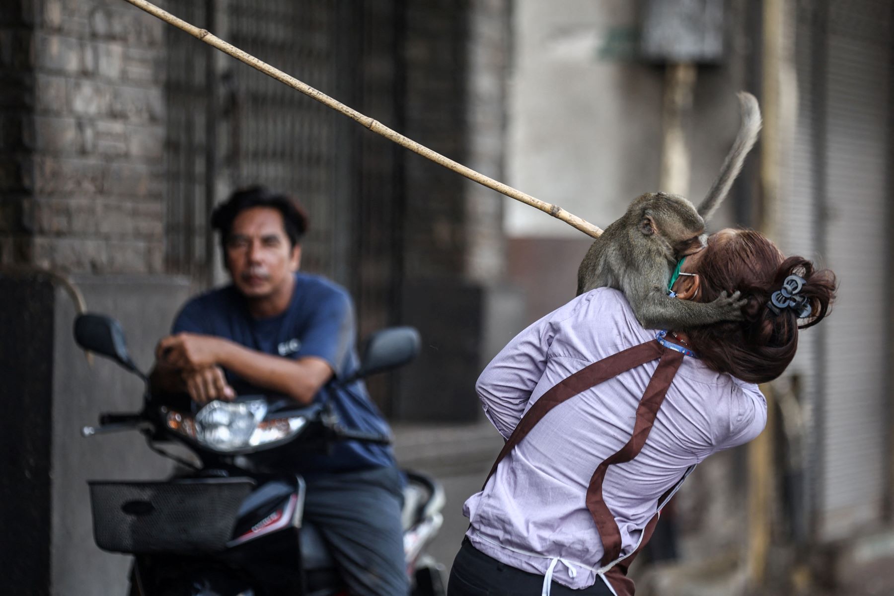 Macaco ataca turista na Tailândia: programa de esterilização após mudança na rotina dos animais (Foto / Chalinee Thirasupa / Reuters / WPP 2025 / Divulgação - 12/11/2024)