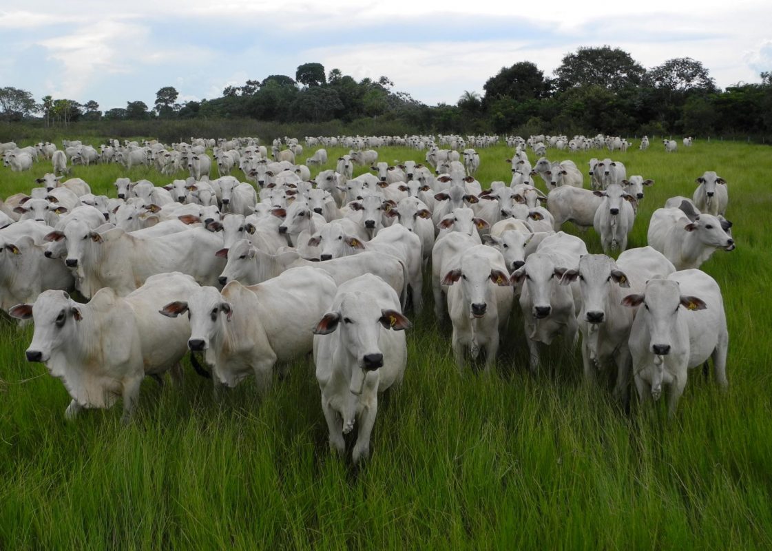 Rebanho de gado em Mato Grosso do Sul: pecuária é a maior responsável por emissões de metano no Brasil que subiram 6% (Foto: Rachel D'Ávila / Embrapa - 13/04/2022)