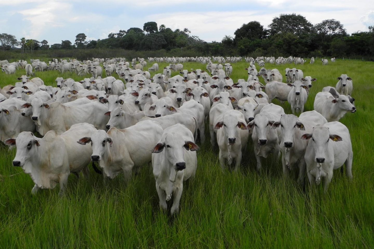 Rebanho de gado em Mato Grosso do Sul: pecuária é a maior responsável por emissões de metano no Brasil que subiram 6% (Foto: Rachel D'Ávila / Embrapa - 13/04/2022)