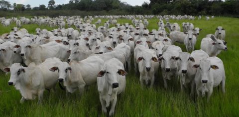Rebanho de gado em Mato Grosso do Sul: pecuária é a maior responsável por emissões de metano no Brasil que subiram 6% (Foto: Rachel D'Ávila / Embrapa - 13/04/2022)
