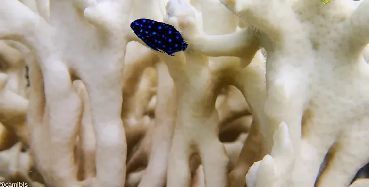 Foto colorida de pequeno peixe da espécie Microspathodon chrysurus nada entre corais completamente branqueados no litoral de Pernambuco.