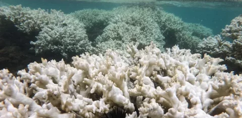 Foto colorida de recife de coral esbranquiçado no litoral da cidade de Tamandaré, em Pernambuco.