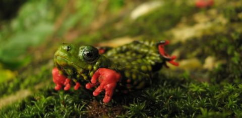 Foto colorida de um sapinho-admirável-de-barriga-vermelha. Ele é um anfíbio pequeno verde com pintas amarelas e manchas vermelhas nas patas. Ao fundo grama e chão com marcas de musgo verdes