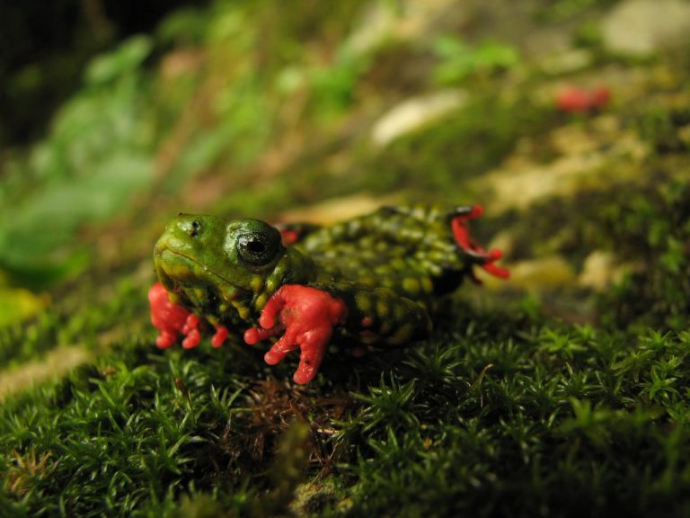 Foto colorida de um sapinho-admirável-de-barriga-vermelha. Ele é um anfíbio pequeno verde com pintas amarelas e manchas vermelhas nas patas. Ao fundo grama e chão com marcas de musgo verdes