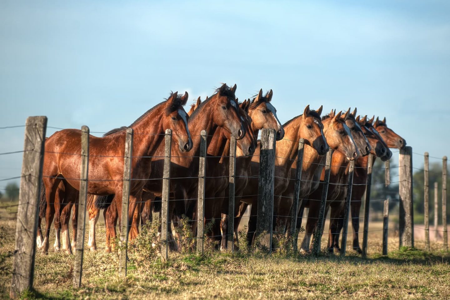 Foto colorida de diversos cavalos de pelo castanho reunidos diante de cerca no Pampa gaúcho; Imagem do concurso Olhares sobre o Pampa