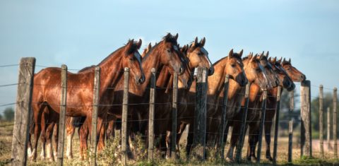 Foto colorida de diversos cavalos de pelo castanho reunidos diante de cerca no Pampa gaúcho; Imagem do concurso Olhares sobre o Pampa