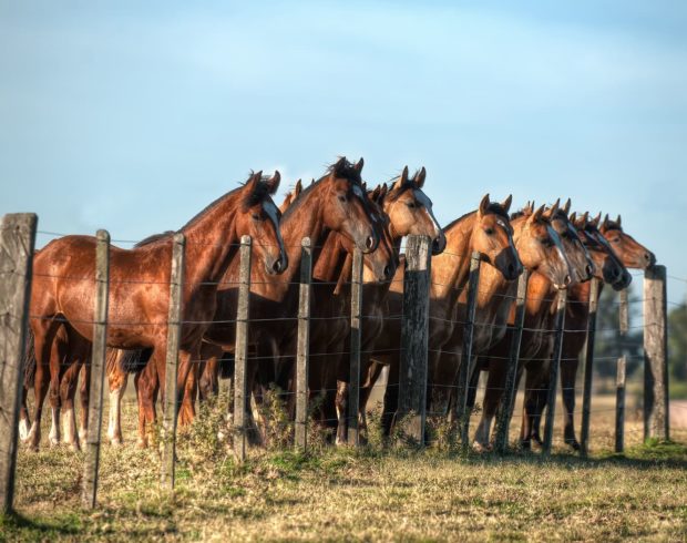 Olhares sobre o Pampa: iniciativa enaltece biodiversidade e cultura do bioma
