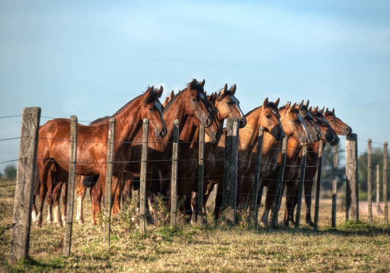 Foto colorida de diversos cavalos de pelo castanho reunidos diante de cerca no Pampa gaúcho; Imagem do concurso Olhares sobre o Pampa