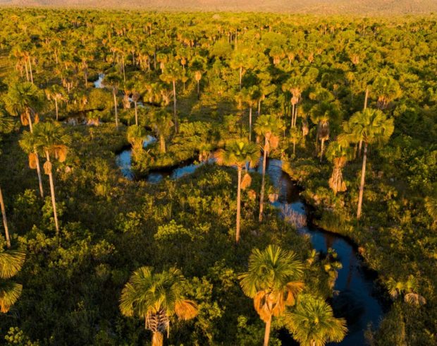 A proteção da palmeira de babaçu e a justiça climática