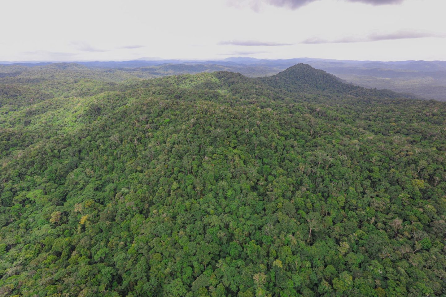Área da Floresta Amazônica preservada: bioma Amazônia teve o terceiro menor desmatamento da história (Foto: MMA)