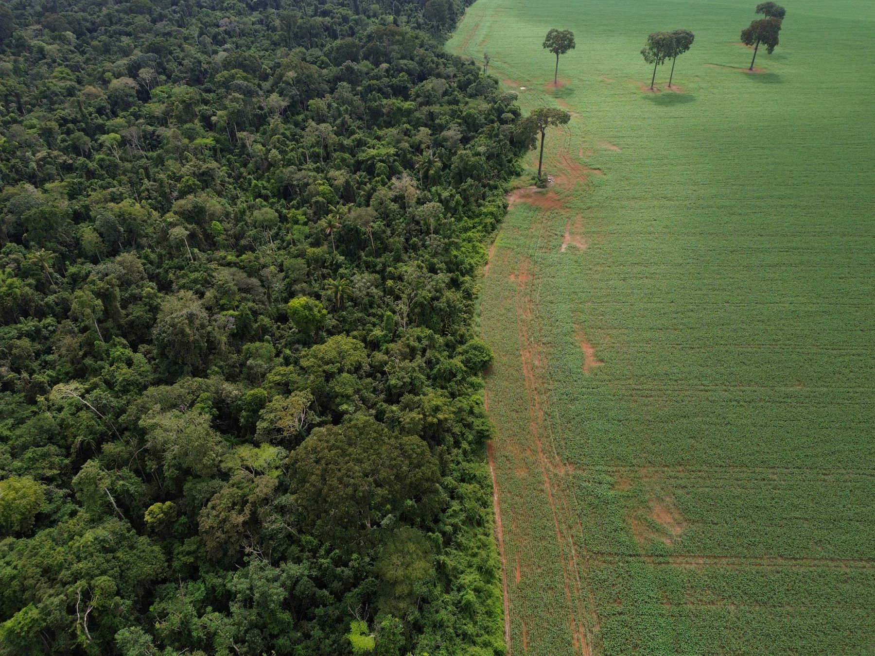 Área desmatada para cultiva agrícola ao lado de terra indígena em Mato Grosso: agronegócio resiste ao Plano Clima que prevê combate ao desmatamento e restauração florestal em imóveis rurais privados (Foto: Fernando Frazão / Agência Brasil - 09/04/2025)