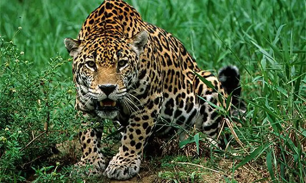 Foto colorida de onça-pintada em vegetação rasteira. O animal, de cores amarelo, branca e preto, olha para frente e está com a boca meio aberta