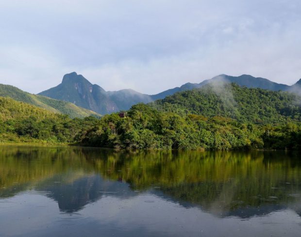 A regeneração da Mata Atlântica e a degeneração da humanidade