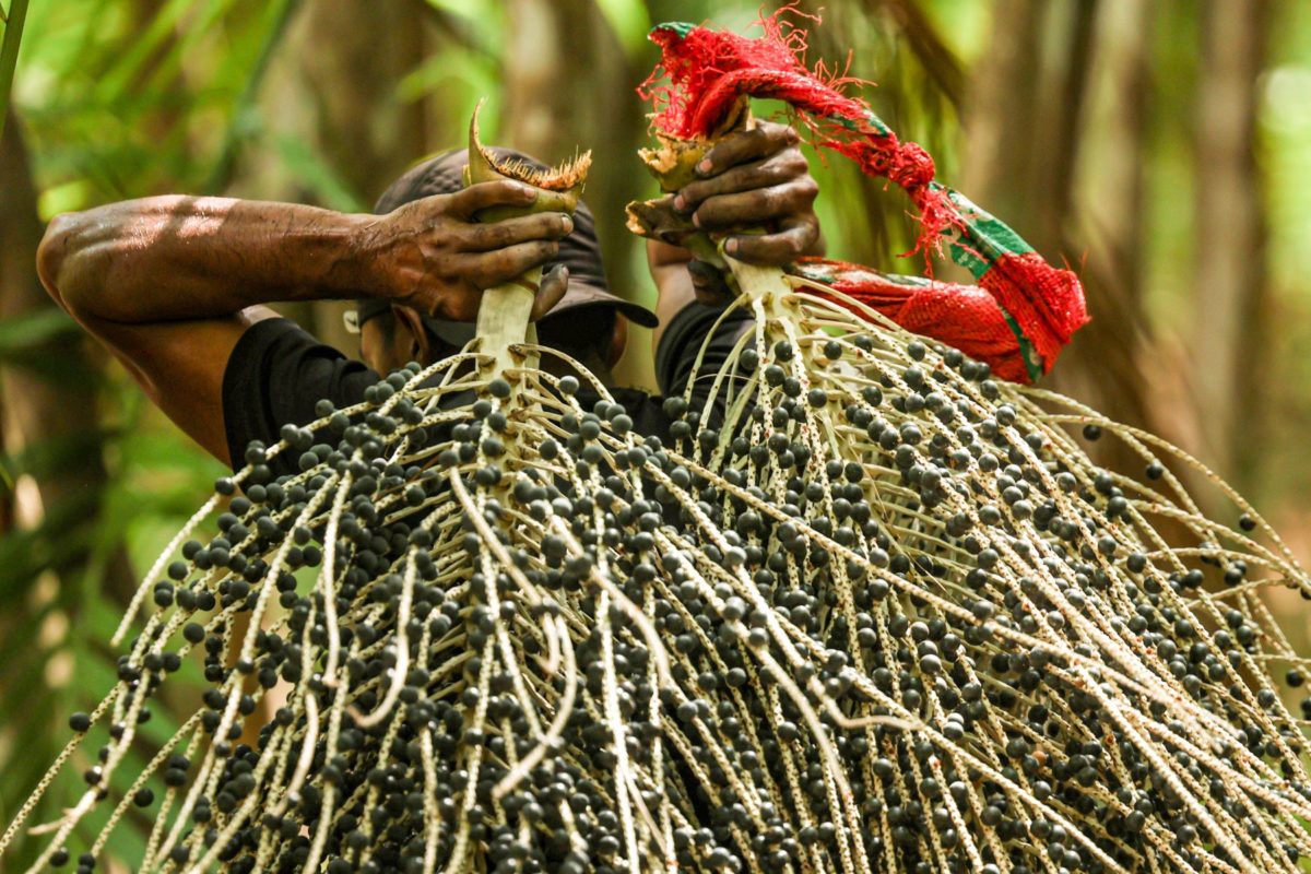 Trabalhador em colheita de açaí plantado no Pará: Amazônia Legal tem mais de 84 mil estabelecimentos extrativistas ainda sem energia elétrica (Foto: Marcelo Camargo / Agência Brasil - 02/10/2025)