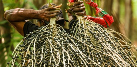 Trabalhador em colheita de açaí plantado no Pará: Amazônia Legal tem mais de 84 mil estabelecimentos extrativistas ainda sem energia elétrica (Foto: Marcelo Camargo / Agência Brasil - 02/10/2025)