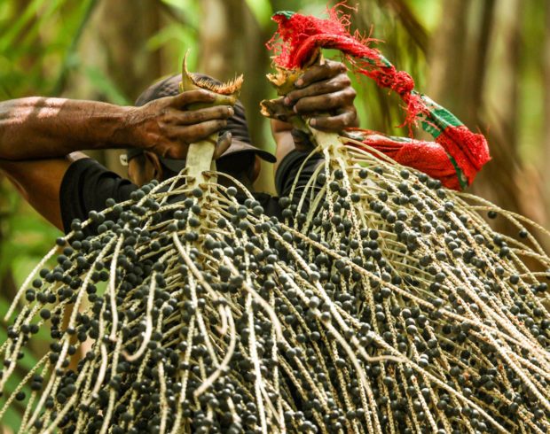Amazônia tem mais de 84 mil estabelecimentos extrativistas sem energia elétrica