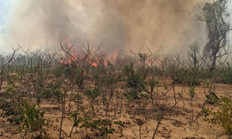 Queimada em território indígena em Mato Grosso; chiquitanos sofrem com ameaças de fazendeiro e ataque de autoridades, enquanto lutam por demarcação definitiva de suas terras (Foto: Arquivo Pessoal / Erlie Rumhamre Xavante)