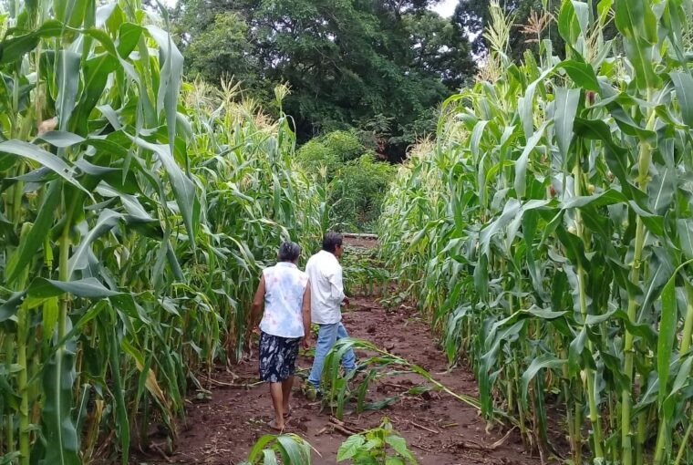 Plantação na Terra Indígena Portal do Encantado: 14 anos após reconhecimento dos indígenas e delimitação de seu território, chiquitanos ainda sofrem discriminação (Foto: Arquivo Pessoal)