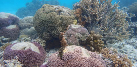 Corais atingidos pelo branqueamento na Grande Barreira da Austrália: 44% das colônias branqueadas monitoradas pelos pesquisadores morreram (Foto: Universidade de Sydney)