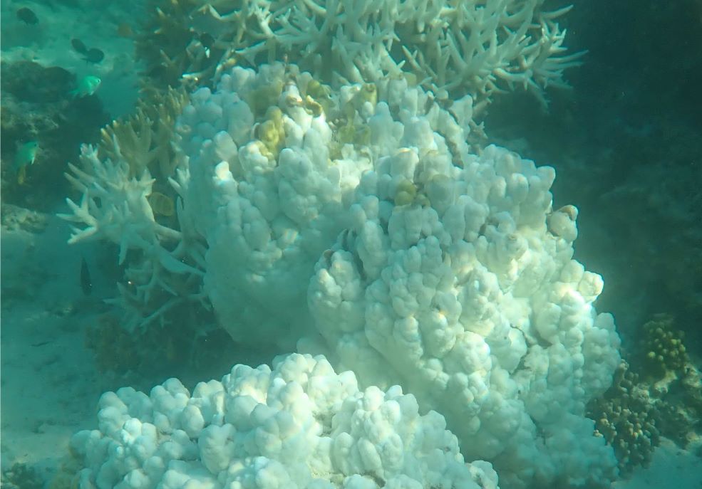 Coral Acropora atingido pelo branqueamento teve uma taxa de mortalidade de 95%: aquecimento dos oceanos ameaças os recifes de corais (Foto: Universidade de Sydney)