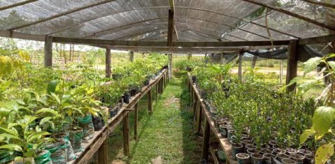 Sistema Agroflorestal na Ilha de Marajó: chamada pública para para negócios de impacto socioambiental através de Soluções baseadas na Natureza (Foto: Agência Pará)
