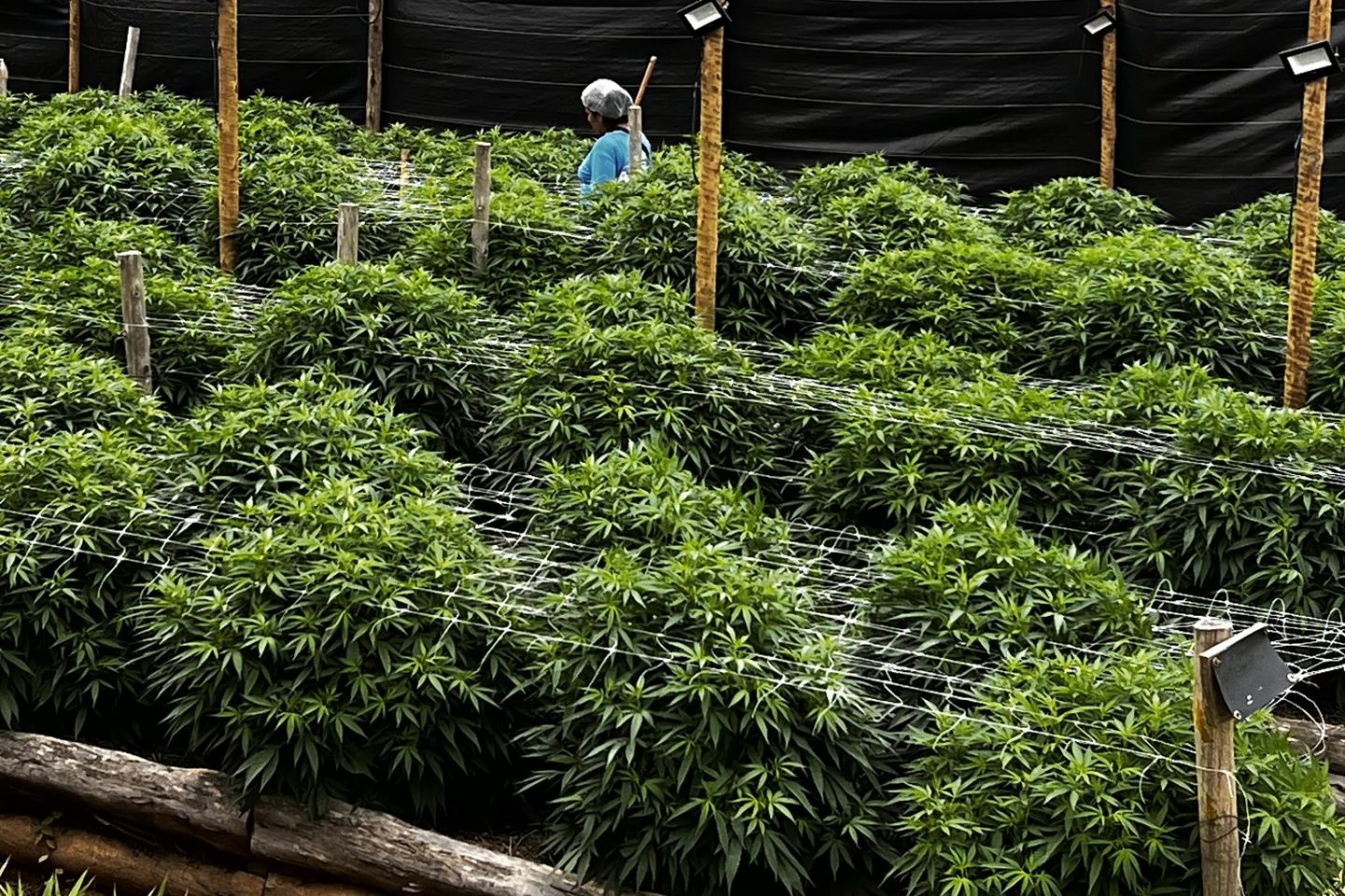 Cultivo de cannabis no interior do estado do Rio: além dos impactos positivos para a saúde, planta também pode trazer benefícios ambientais (Foto: APEPI - Apoio à Pesquisa e Pacientes de Cannabis Medicinal)