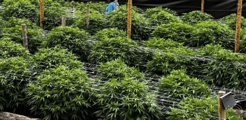 Cultivo de cannabis no interior do estado do Rio: além dos impactos positivos para a saúde, planta também pode trazer benefícios ambientais (Foto: APEPI - Apoio à Pesquisa e Pacientes de Cannabis Medicinal)